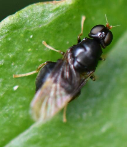 Pachygaster atra
